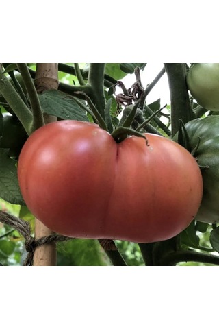 Atalık Pembe Köy Domatesi Tohumu