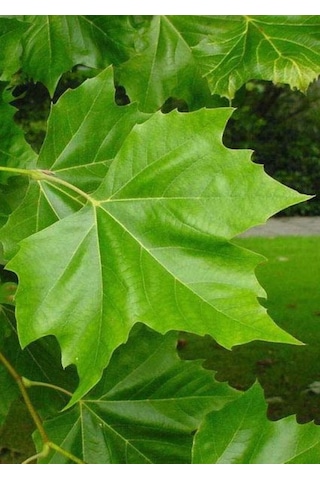 Londra Çınarı Ağacı Platanus X Acerifolia Fidanı 2 Yaş