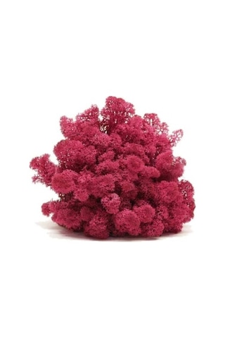 Trend Bahçe Reindeer Moss Erica Mürdüm Şoklanmış Norveç Yosunu 500 G
