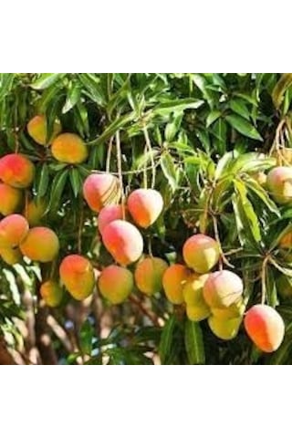 Tüplü Türkiye'De Yetişebilen Mango Fidanı N11.873