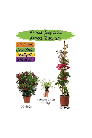 Kırmızı Renk Begonvil+kırmızı Zakkum Fidanı+kurdele Çiçeği 3'lü Peyzaj Seti