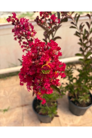 5 Adet Kırmızı Renk Oya Ağacı Fidanı Paketi 'lagerstroemia İndica'