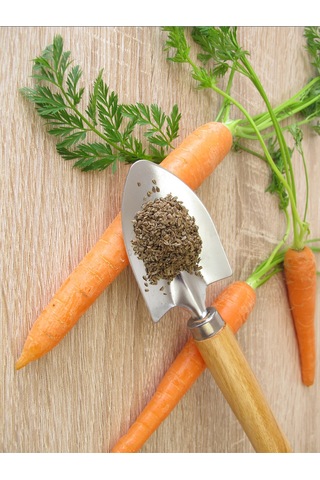 Havuç Tohumu Yağı Ve Üzüm Çekirdeği Yağı 2 X 20 Ml - %100 Soğuk Sıkım Saf 20 ML