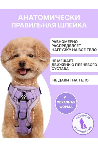 Tori Küçük Ve Orta Irklar İçin Tasmalı Köpek Kayışı Ve Kedi Şeridi 481276812