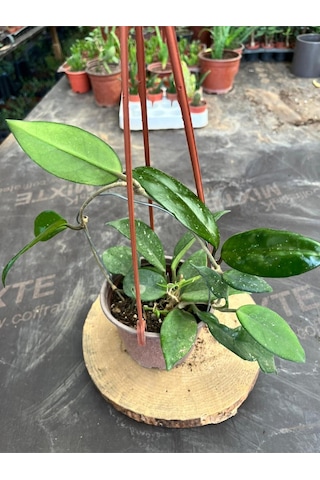 Hoya Mum Çiçeği Sarmaşık