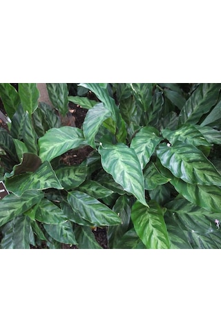 Calathea Louisae - Dua Çiçeği Kaladya - Ev Ofis Salon Iç Mekan Bitkisi - 40 Cm