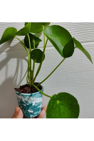 Pilea Bitkisi Fidesi +seramik Saksi 15-25cm Dolgun Form 1 Adet