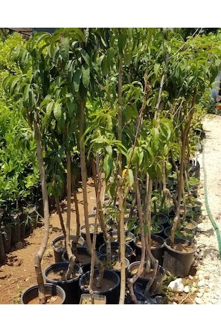 4 Yaş Aşılı Bursa Yarma Şeftali Fidanı. Saksıda