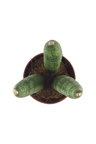 Sansevieria Cylindrica (Paşa Kılıcı) Ø5,5 CM H10-15 CM