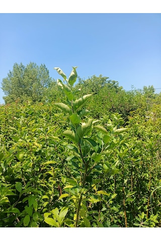 Yeşil Deniz Fidancılık Tüplü Can Erik Fidanı 100-150 Cm