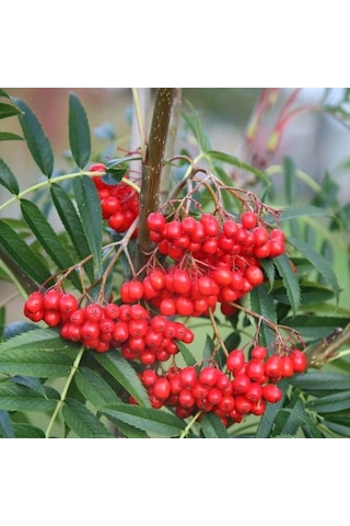 Tatlı Ve Lezzetli Için Kaliteli Üvez Fidanı 60 80 Cm