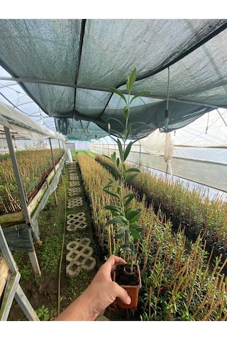 Arbequina Zeytin Fidanı Bol Meyve Veren Cins Arbequine İspanyol Zeytin Fidanı