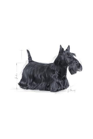Royal Canin Mini Dermacomfort Yetişkin Köpek Maması 3 KG