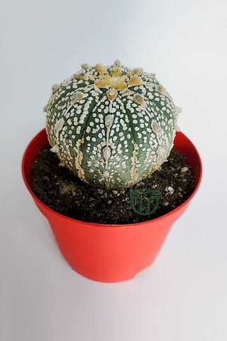 Astrophytum Asterias Super Kabuto Koleksiyon Kaktüs 8.5 Cm Kırmız 1 Adet