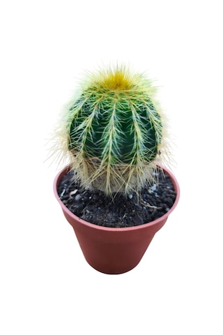 Natocactus Magnificus 8,5 Cm Lik Saksıda 17 Cm Uzunlukta
