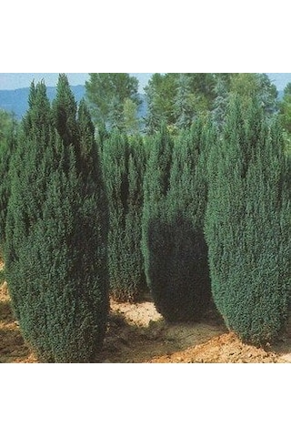 2 Yaş Elvudi Çamı, Chamaecyparis Lawsoniana 70-100 cm