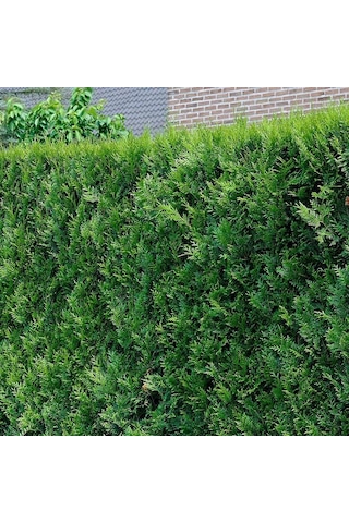 Yeşil Mazı Çit Bitkisi 20 Adet 80-100 Cm 4-5 Yaş Thuja Orientali