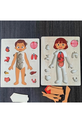 Willowhaven İnsan Vücudu Yapbozu - Çocuklar İçin Eğitici Öğrenme Oyuncağı