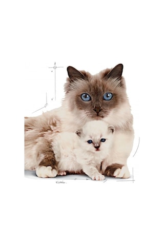 Royal Canin Mother & Baby Cat Yavru Kedi Maması 4 KG
