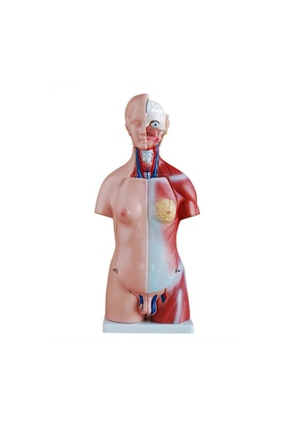 Kaslı Insan Anatomi Maketi. 45 Cm. 23 Parçalı