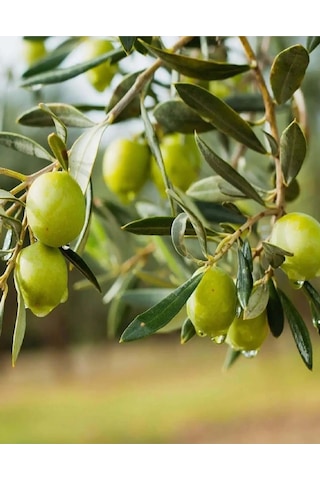 2 Adet Gemlik Trilye Zeytin Fidanı Tüplü 2 Yaş