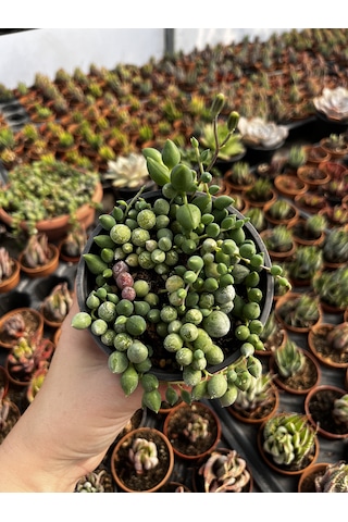 Senecio Rowleyanus-boncuk Sukulent-tesbih Sukulent 1 Adet