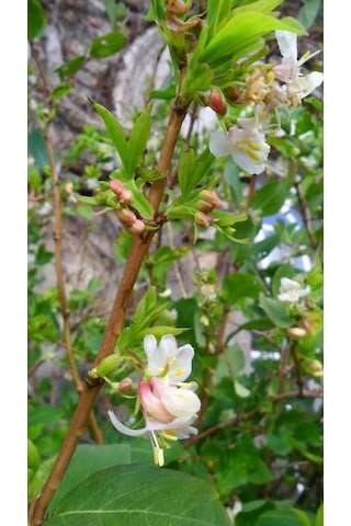 Kış Hanımeli Fidan Lonicera fragrantissima ( Kokulu )