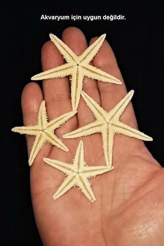 10 Adet Gerçek Deniz Yıldızı