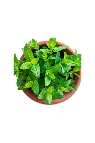 Kekik Nane Itır Üçlü Bitki Seti 3 Lü Set 10-20 Cm Aromatik