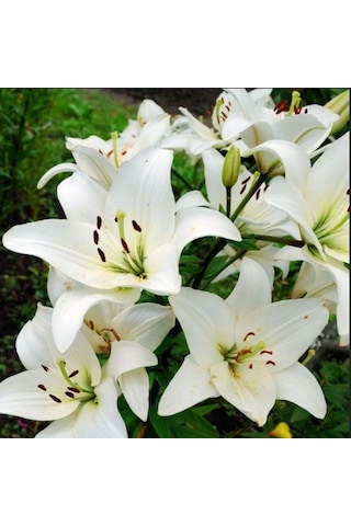 Beyaz Çiçekli Lily Oriental White Kokulu Zambak Soğanı 1 Aadet