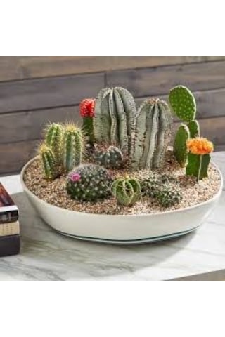 Genta Kaktüs ve Succulent Bitkileri için Toprak 5L