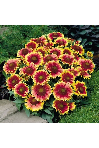 Ayyıldız Çiçeği Tohumu Ay Yıldız Çiçek Tohumu Yetiştirme Kiti