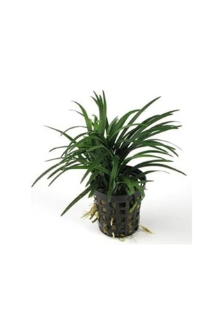 Japonica Saksı Canlı Bitki P122 Diğer