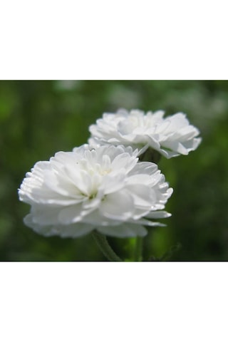 20 Adet Pearl Yarrow Tohumu