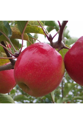 Tüplü Aşılı Hoş Kokulu Aromatik Verimli Pink Lady Elma Fidanı