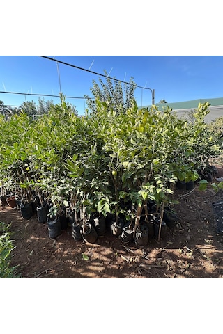 4 Yaş Aşılı Ve Tüplü Yediveren Limon Fidanı 140 Cm Üzeri
