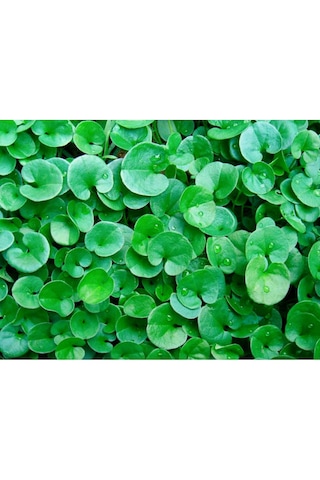 Canlipetshop Dichondra Repens 1 Saksı 30-40 Kök