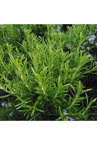 Aromatik Saksılık Abraxas Biberiye Fidesi 3  Fide