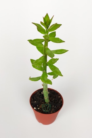 Pereskiopsis Spathulata Aşı Kök Bitkisi Sarı Çiçek Veren Kaktüs 5.5 CM