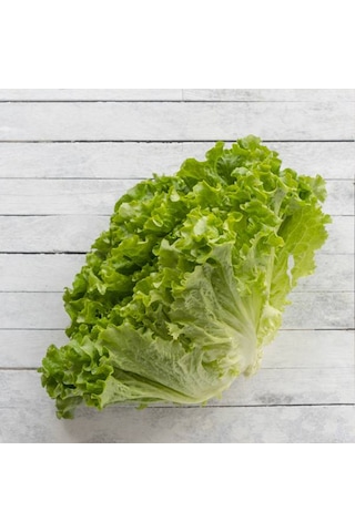 Bykurt Sunagri Kıvırcık Marul Tohumu - Gevrek Yapraklı Sıcak Toleranslı Sofralık Kalite Kıvırcık Marul Tohumu