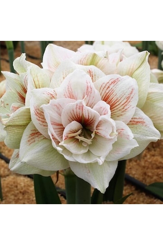 Kokulu Güzel Hatun Çiçeği Amaryllis Nymph Çiçeği Soğanı 1 Adet Kokulu Güzel Hatun Çiçeği Amaryllis Nymph Çiçeği Soğanı 1 Adet
