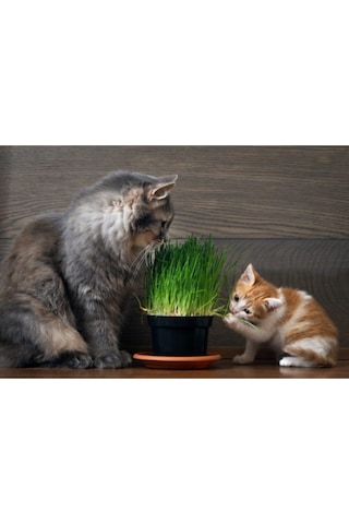 Kedi Çimi Tohumu 100 Gram Tohum Çim Tohumu Kedi Otu Tohumu