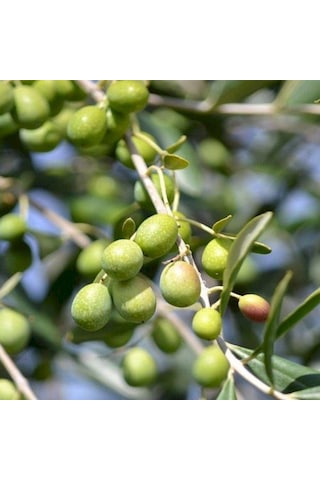 Sınırlı Sayıda Yağlık Ve Sofralık Tüplü İspanya - Manzanilla Zeytini Fidanı