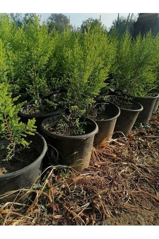 Videolu Kokulu Limon Selvi 30 40 Cm 10 Adet Tüplü Dış Mekan Ağaç Cupressus Macrocarpa Goldcrest