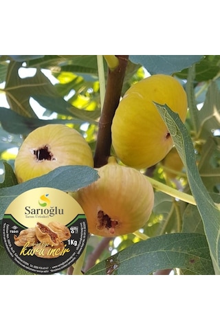 Sarıoğlu Tarım Ürünleri Kuru İncir 1 KG