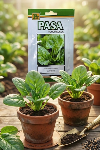 Paşa Ispanak Tohumu 10 Gr