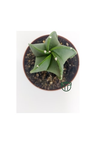 Astrophytum Myriostigma Özel Tür Kaktüs 5.5 CM