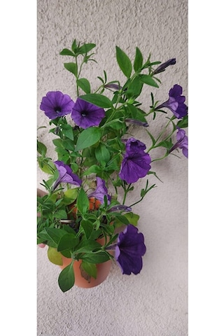2 Adet Petunya Fidesi 35-45cm Dikime Hazir Dolgun Form