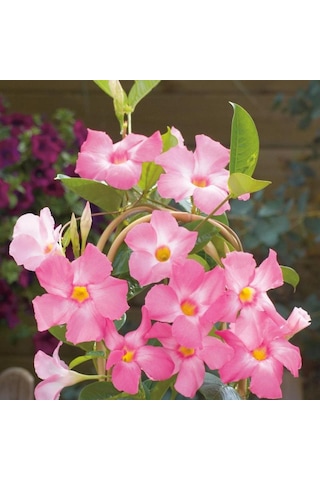 Mandevilla Çiçeği Sundavilla Mandavilla Pembe 50-70 Cm Saksıda