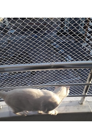 Kedi Filesi 2,50 X 12 Metre Kedi Koruma Filesi Kuş Filesi Balkon